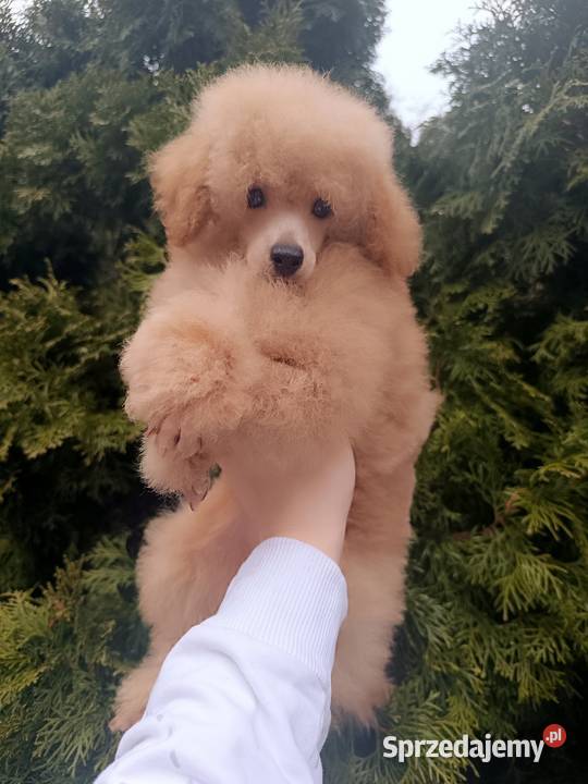 Pudel Toy chlopchik z dokuments FCI Kielce sprzedam