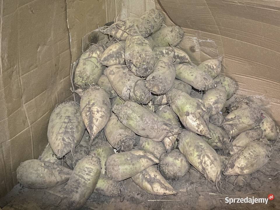 Sprzedam Buraki pastewne Rośliny okopowe Zakliczyn sprzedam