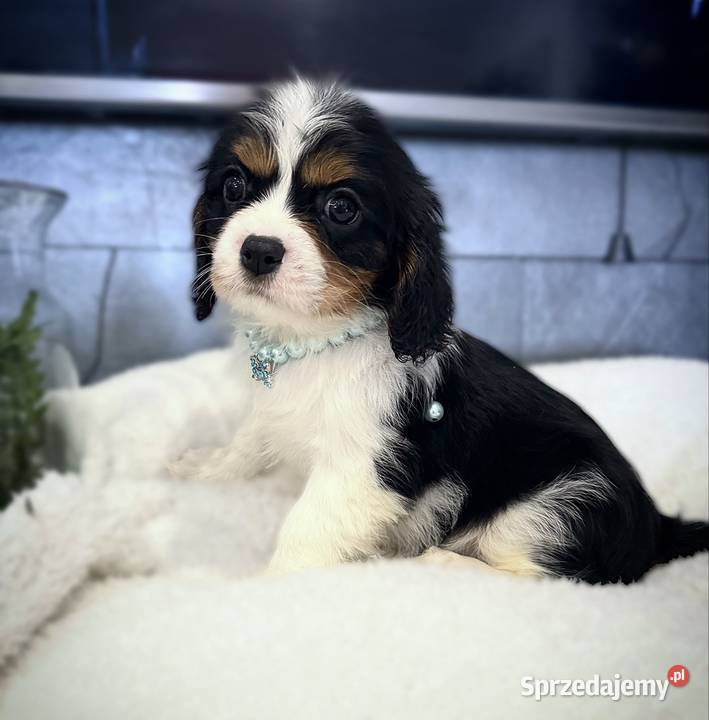 Suczka BONNIE Cavalier King Charles Spaniel Limanowa sprzedam