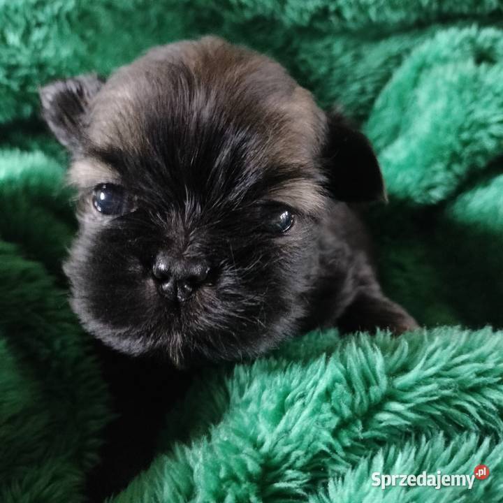 Piesek shih tzu do rezerwacji kujawsko-pomorskie Łążynek sprzedam