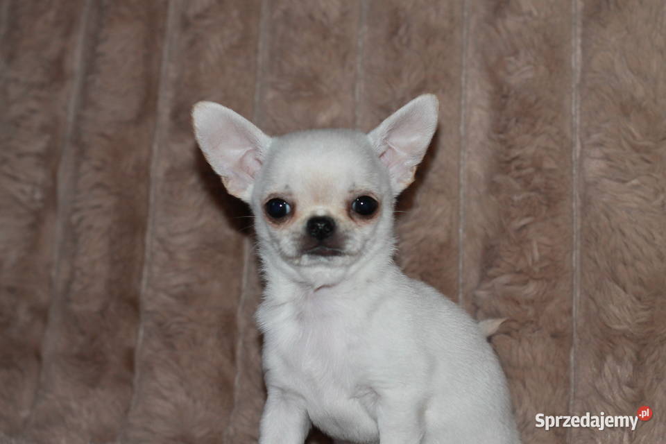 Chihuahua ZKwP FCI prawdziwy rodowód Świnoujście