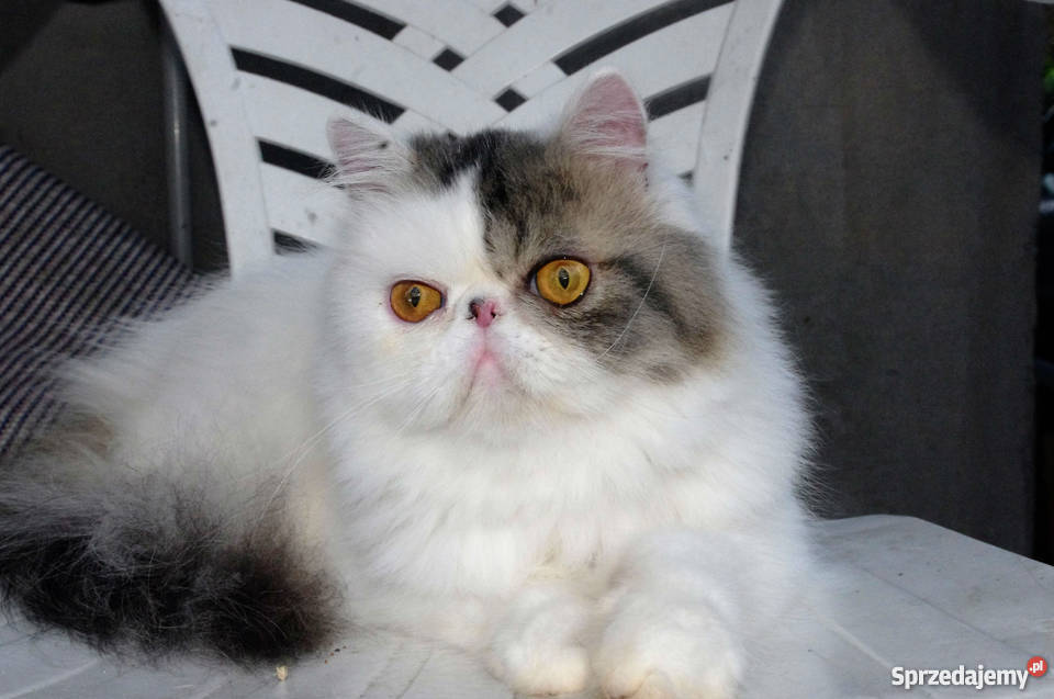 Pers Śliczny Kocurek Kastrat