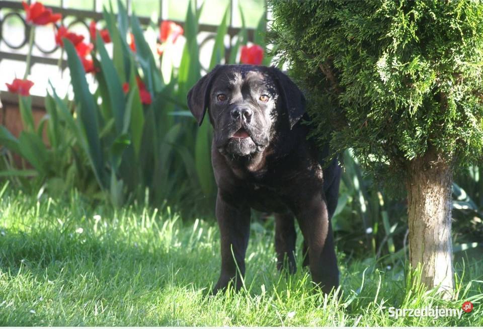 Cane Corso FCI suczka zagraniczne krycie Cane Corso