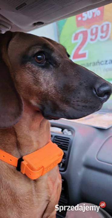 Nadajnik GPS pssa bez abonamentu Lubartów