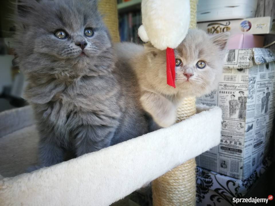 Małe kociaki Warszawa sprzedam