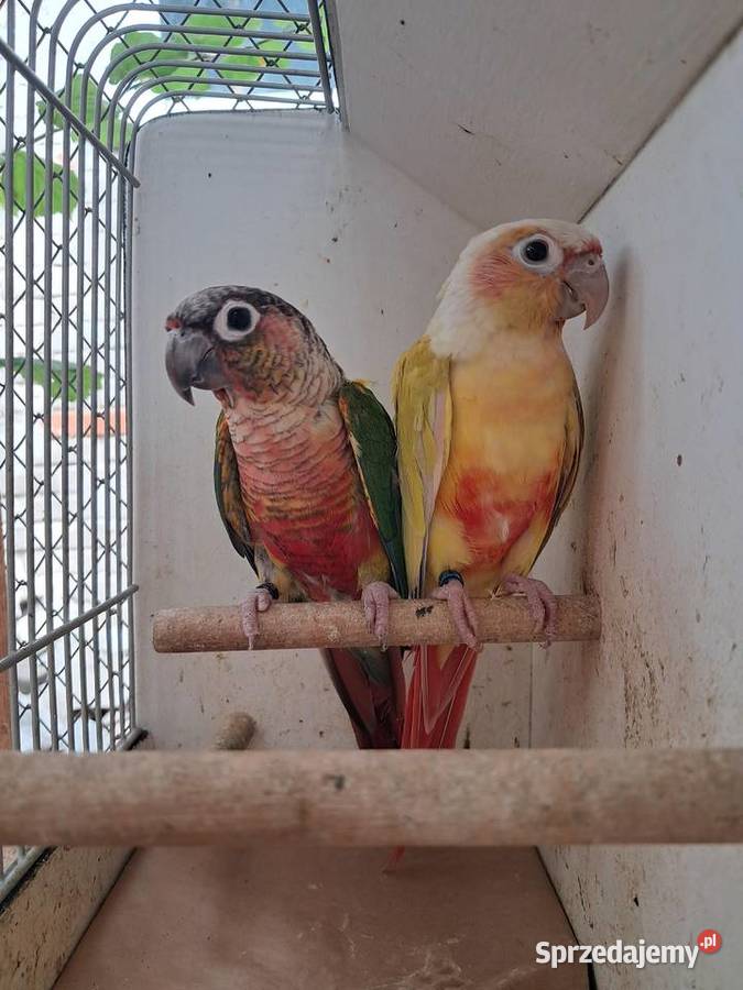 RudosterkaRudosterki podkarpackie Tryńcza