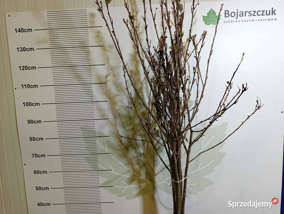 Sadzonki aronii PIENNEJ 90 ładne 2025 sprzedam