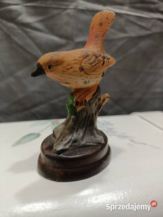 Ptak ptaszek Wren brązowy lubelskie Zamość