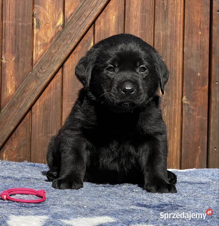 Labrador Retriever FCI szczenięta czarne i Przygodzice