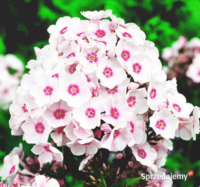 FLOKS WIECHOWATY Europa sadzonki w doniczkach