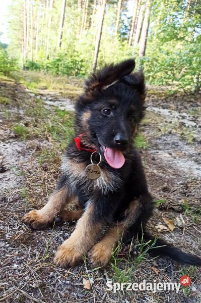 Owczarek niemiecki długowłosy szczenię