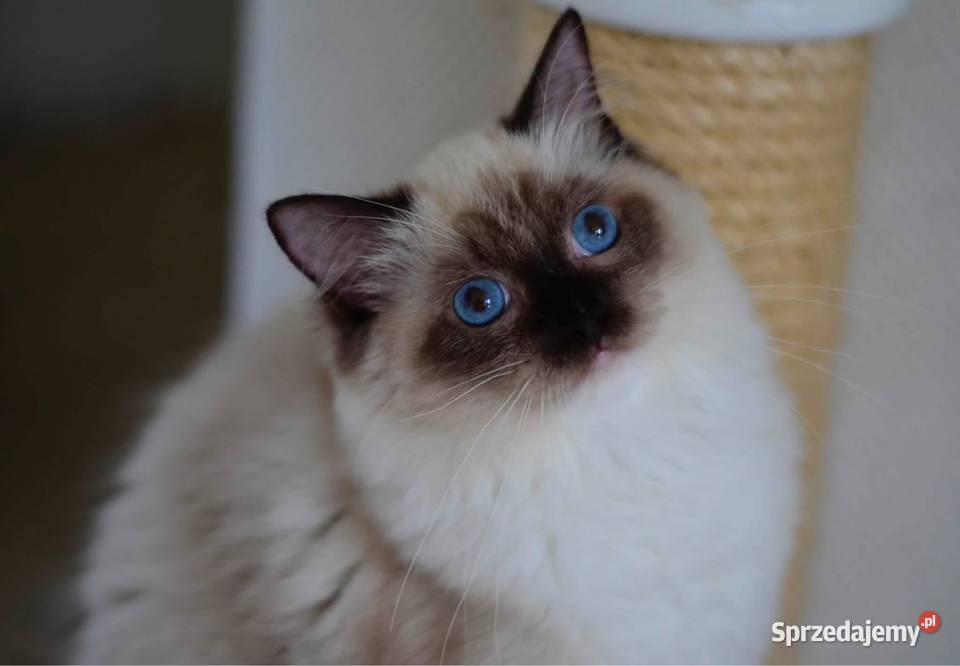Toffi kotka Ragdoll pomorskie Malbork sprzedam