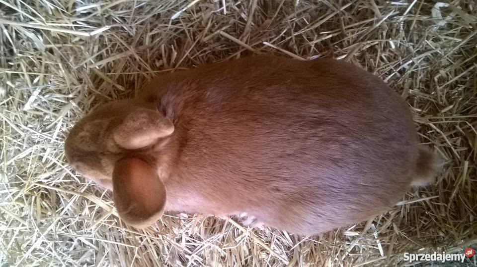 Kroliki nowozelandzkie czerwone Nowodwór