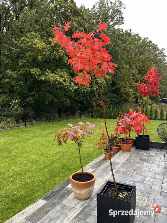 Sprzedam dęby czerwone 9 19 i 29 Liściaste Jarocin