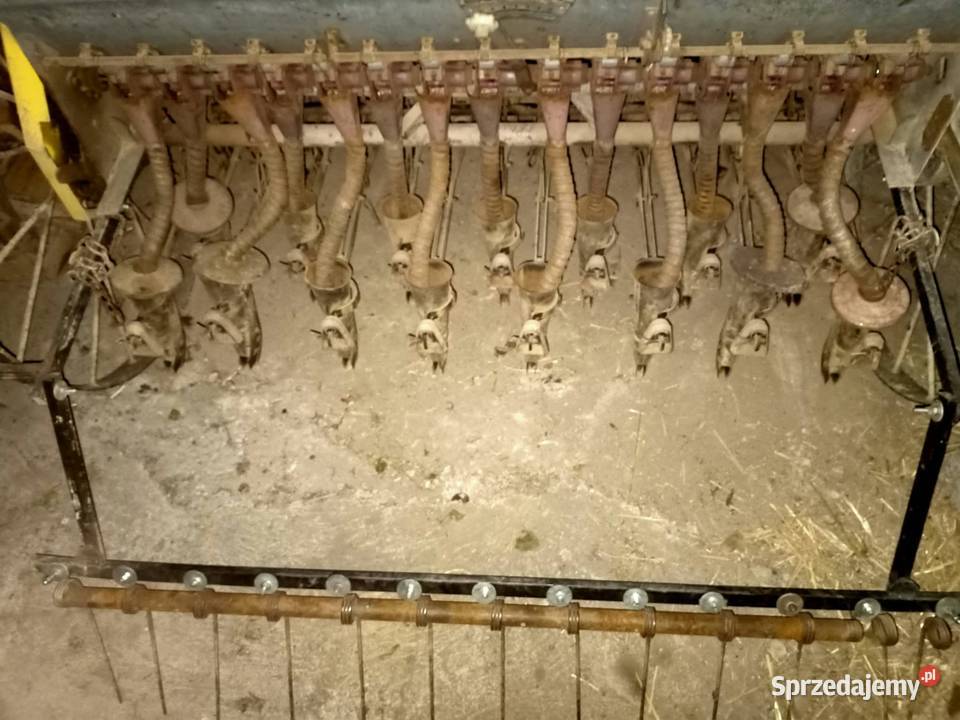 Siewniki konne podkarpackie Nawsie Brzosteckie