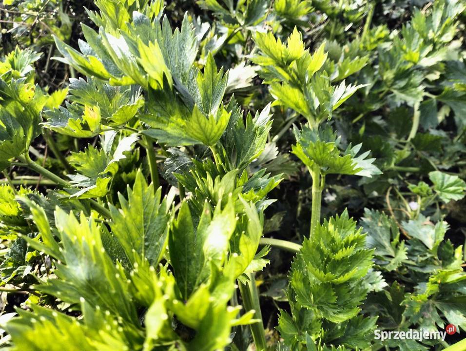 Sprzedam seler Produkcja roślinna