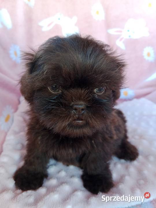 Piesek shih tzu czekoladowy Shih Tzu Nysa sprzedam