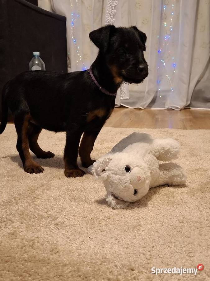 Terier Niemiecki Suczka Annopol