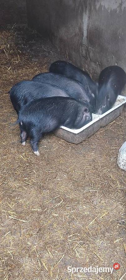 Świnki wietnamki Góra sprzedam
