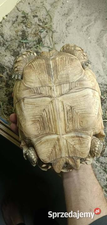 Żółw Pustynny Samica Wojkowice