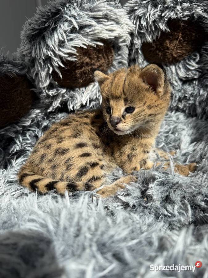 Samica serwal sprzedam