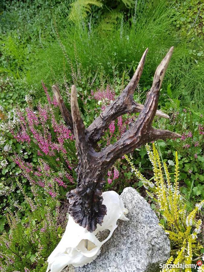 Parostki rekord Polski Pozostałe Orzesze