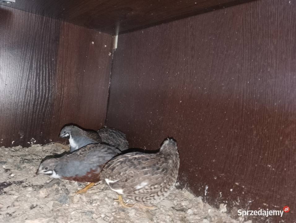 Przepiórki chińskie Dubin