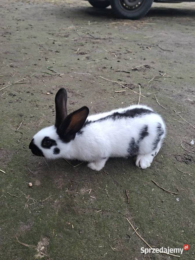 Sprzedam krórlika srokacza niemieckiego sprzedam