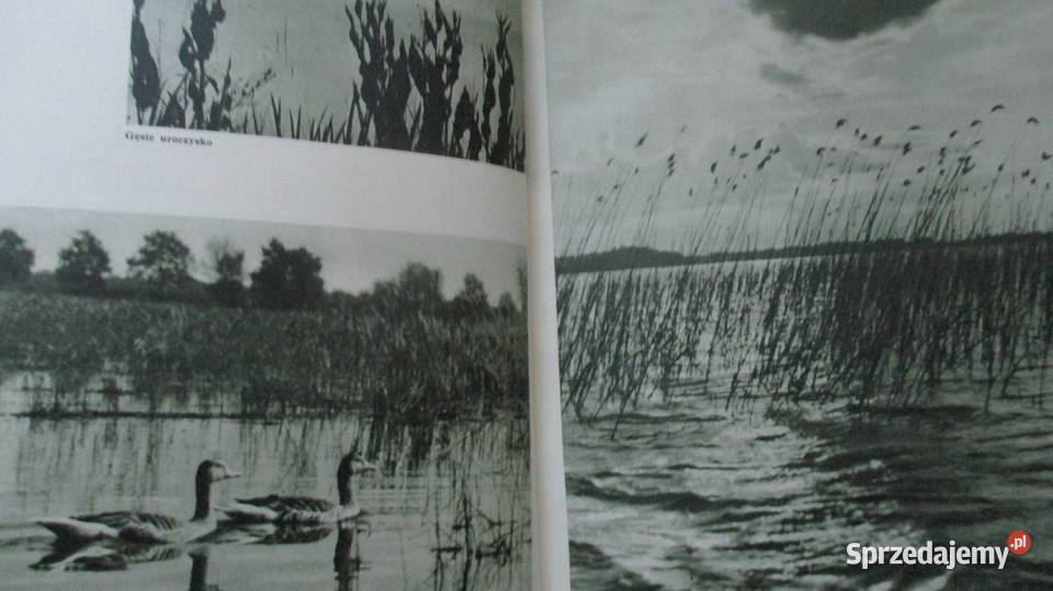 Bezkrwawe łowy Puchalski ptaki przyroda konie Łódź sprzedam