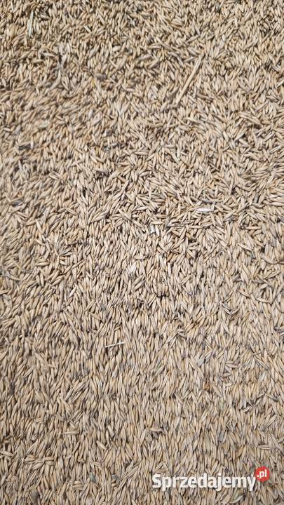 Owies ozimy snowbird Jędrzejów