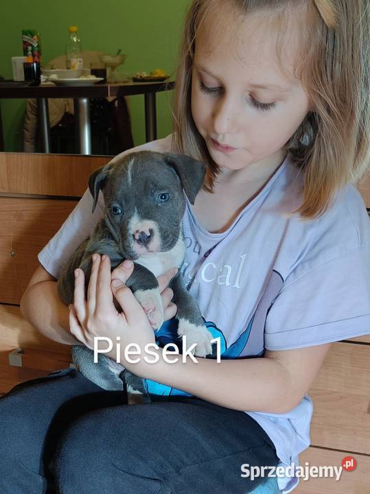 Szczeniaki american Bully xl błękitne Pasłęk sprzedam