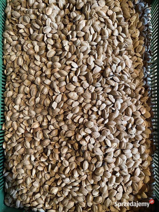 Nasiona Wangenheima podkładka do śliw Braniewo