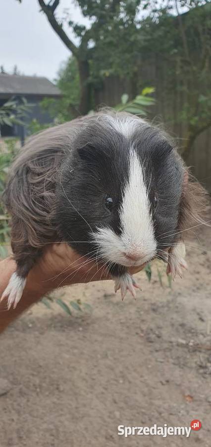 Świnka morska samica wielkopolskie Starczanowo