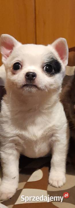 Mała suczka ojcu chihuahua mazowieckie Mińsk Mazowiecki