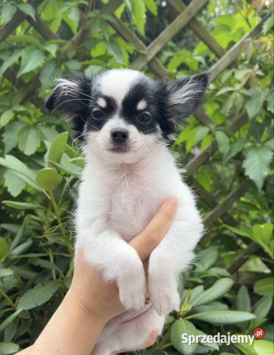 Piękny Chihuahua chłopiec Chihuahua