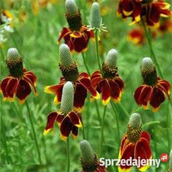 HIT Ratibida Mexican Hat Nasiona Rośliny Poznań
