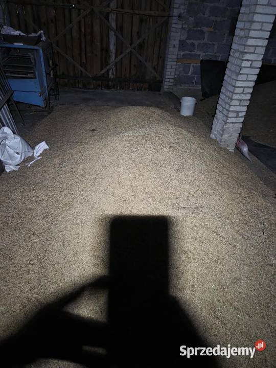 Owies Aleksandrów Łódzki