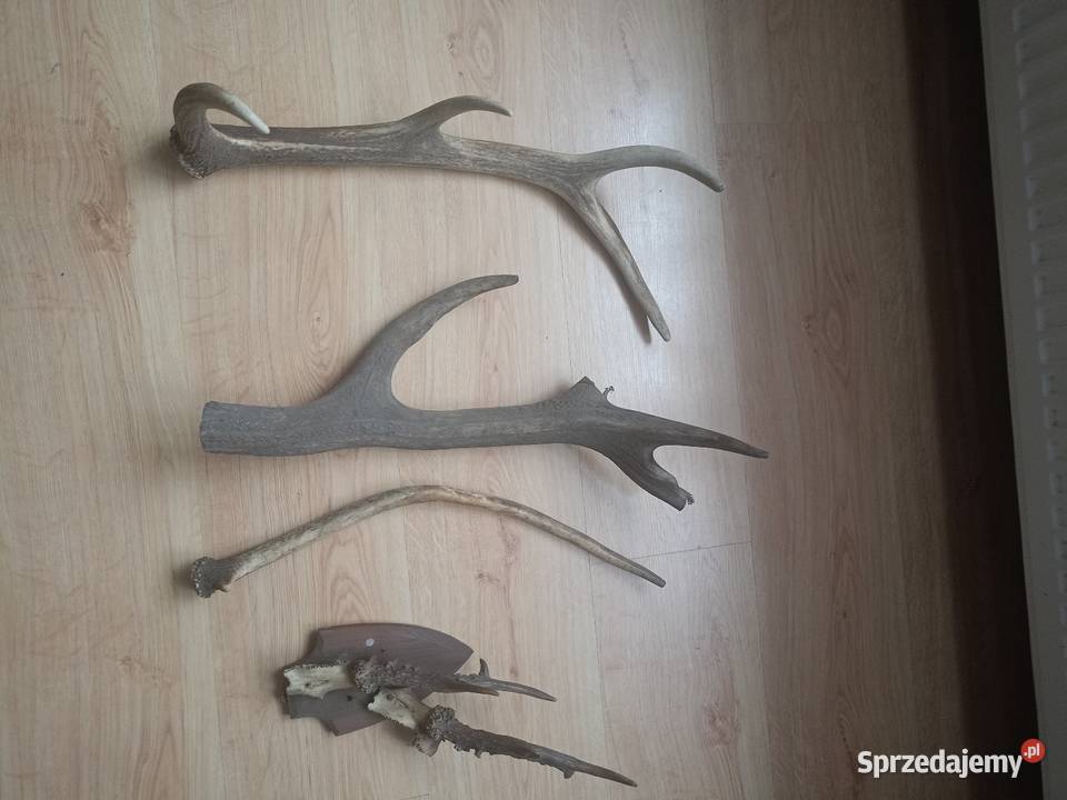 Poroże sprzedam Piotrowo