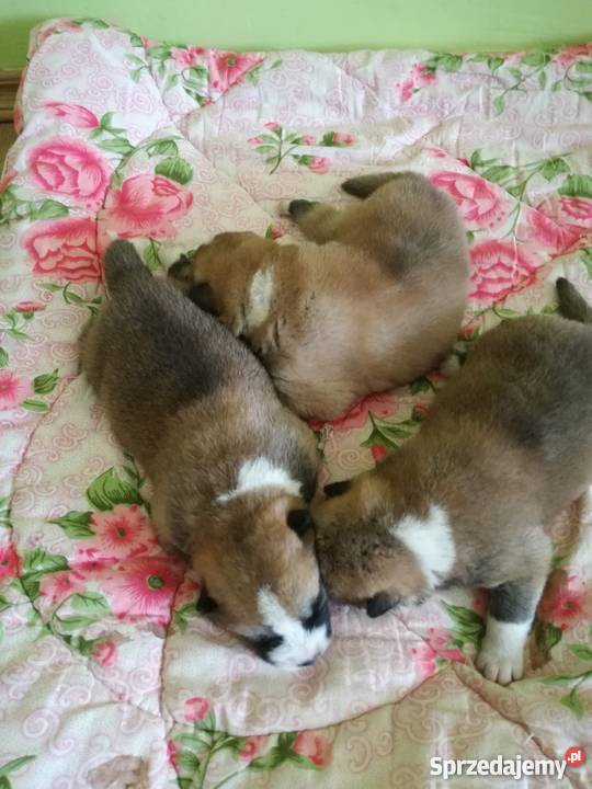 Akita Inu japońska Ząbkowice Śląskie