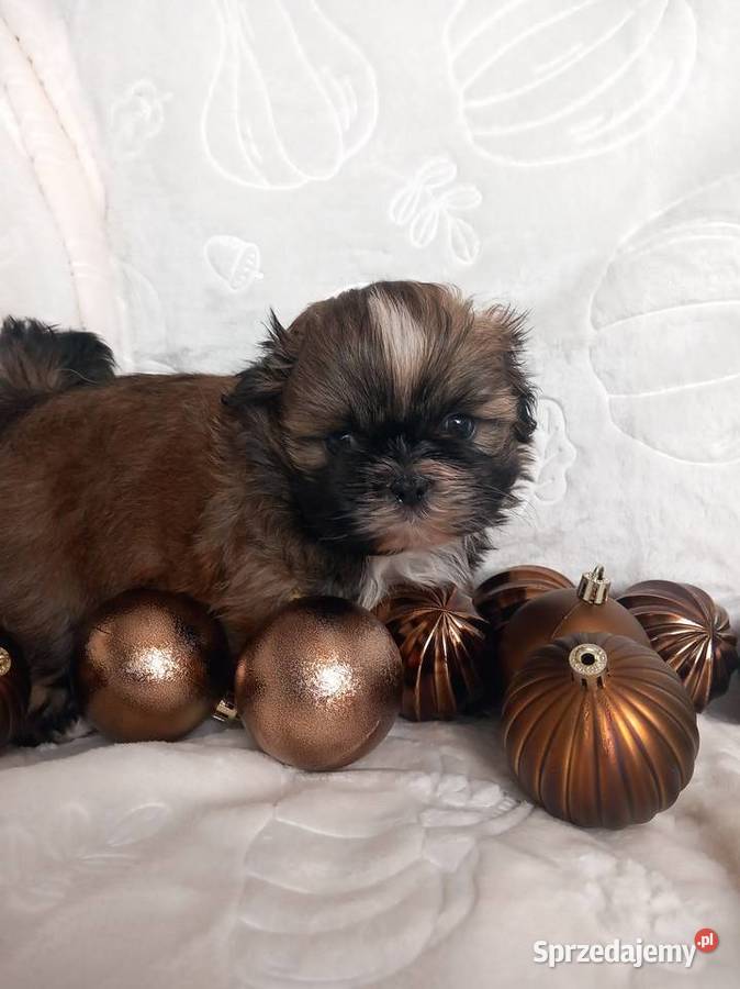 ShihTzu chłopiec odbiór w grudniu opolskie Strzelce Opolskie