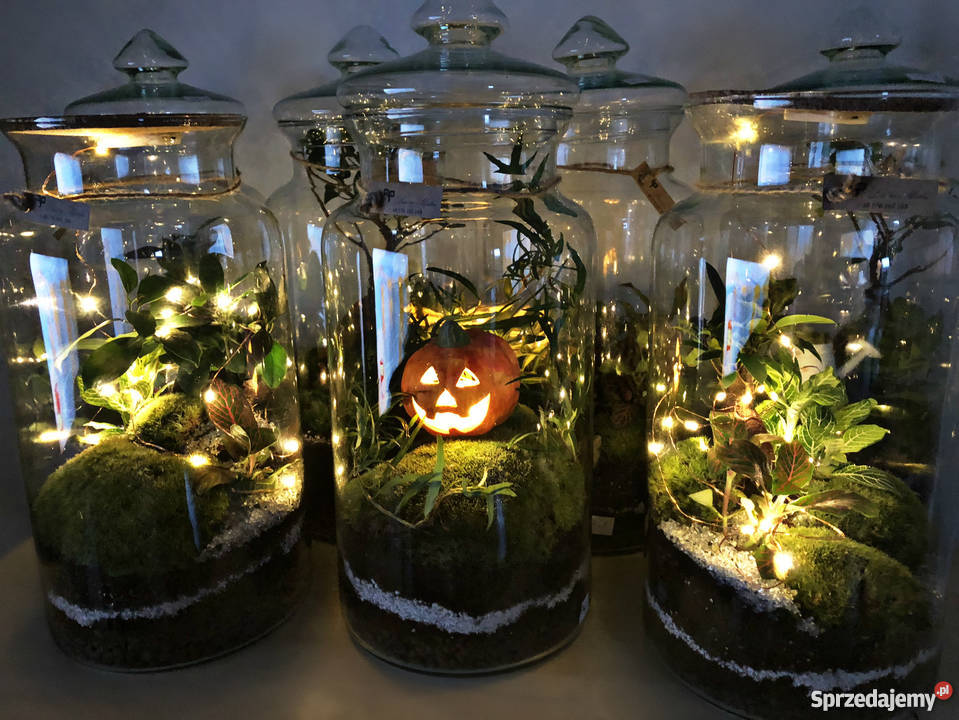 Las w słoiku 40 wysokości prezent podziękowanie sprzedam