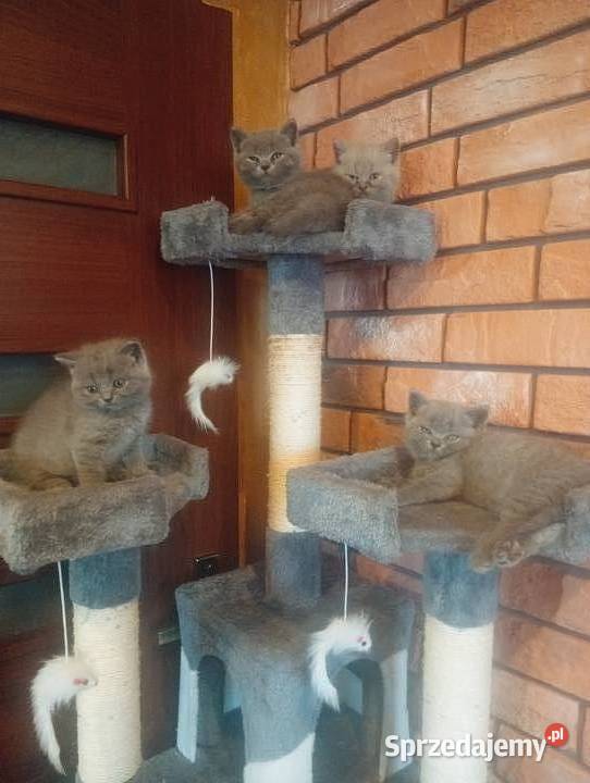 Kotek brytyjski liliowy Proszowice