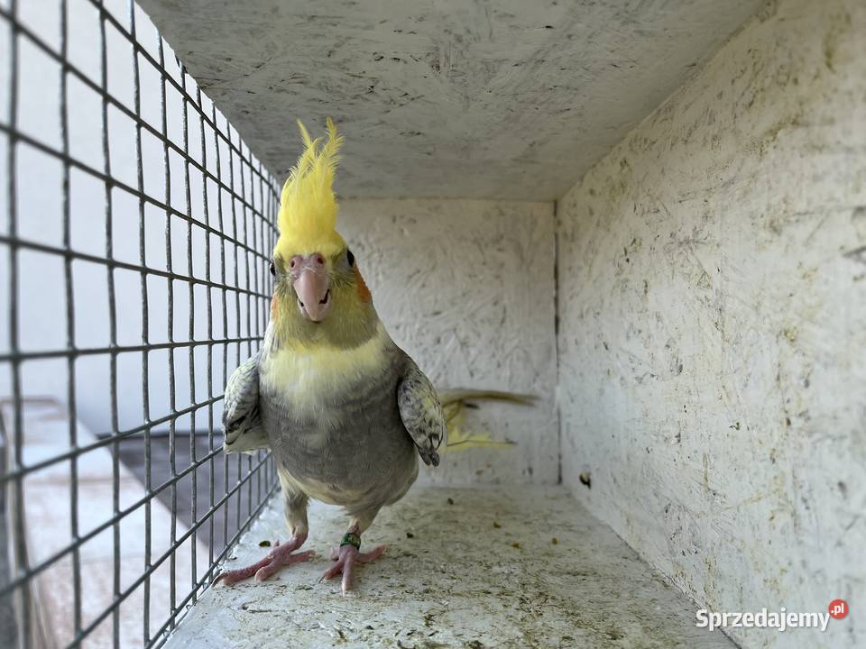 nimfy wystawowe 2026 podkarpackie Przeworsk