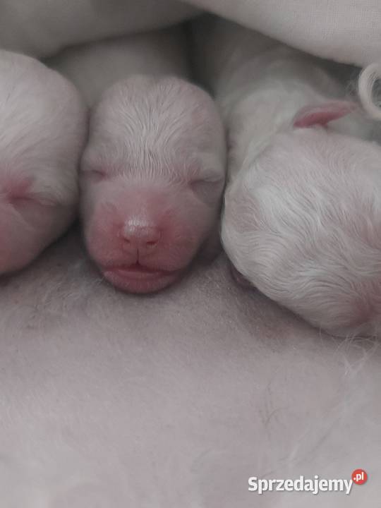Bichon frise Fci śląskie Toszek