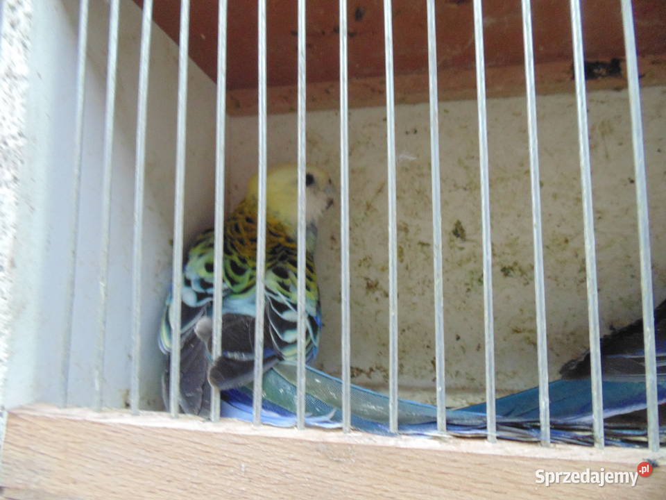 rozela bladoglowa para śląskie Racibórz