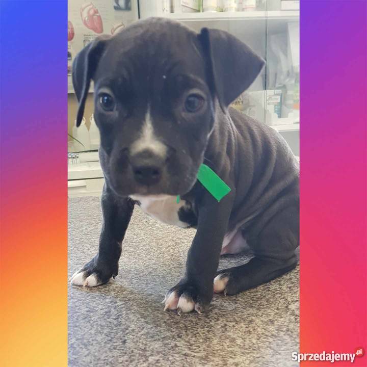 Amstaff Amstaff Łódź sprzedam