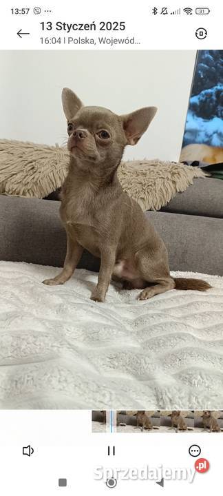 Chihuahua liliowy krótkowłosy badania komplet Psy Bełchatów
