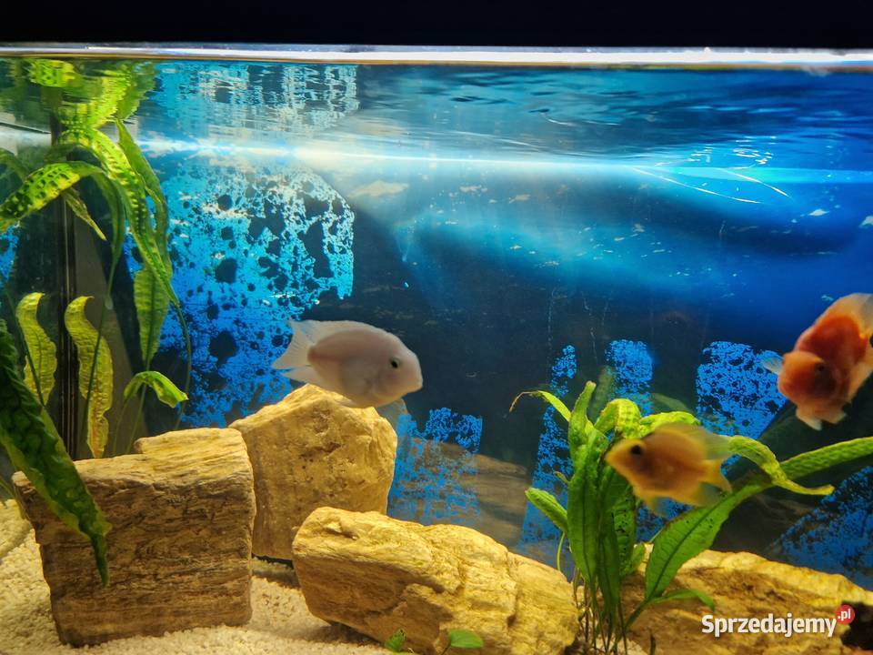 PIELĘGNICE PAPUZIE kujawsko-pomorskie Toruń