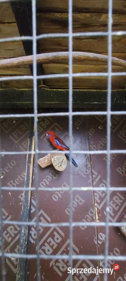 Papugi Rozele Królewskie Mińsk Mazowiecki