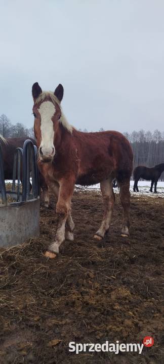 2 źrebówki 3 ogierki sprzedam
